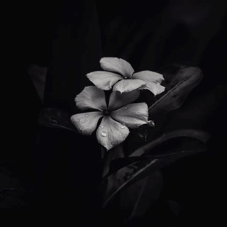 Ephemeral