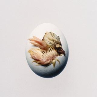 SWALLOW