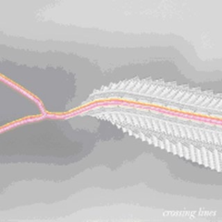 Crossing Lines