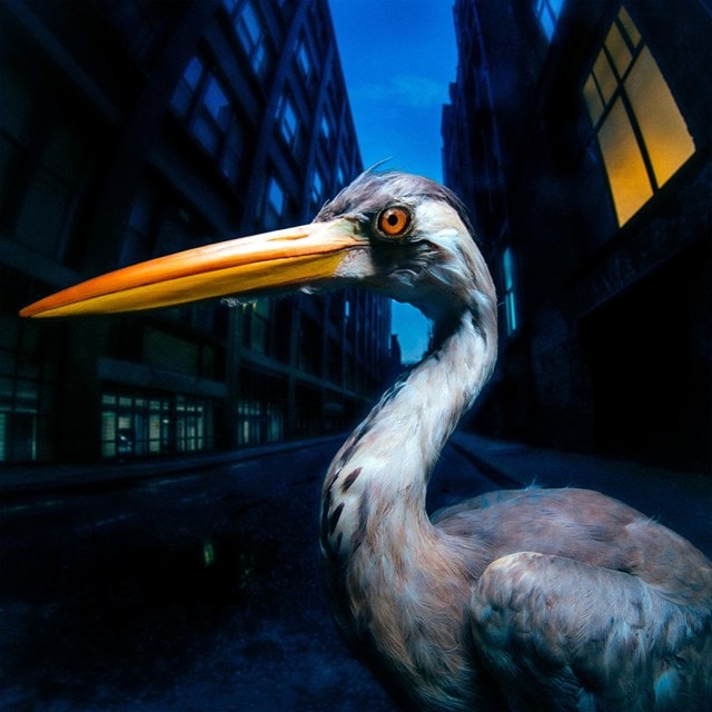 Decoding Birdsong - Limited Edition Beak Yellow Vinyl - 2