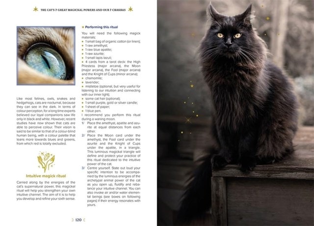 Magick Of Cats - 5