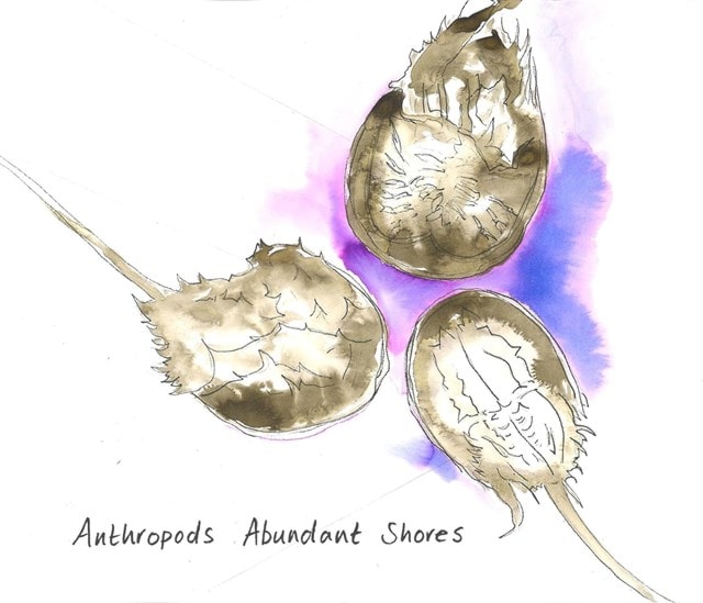 Abundant Shores - 1